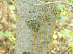 Melanelixia subaurifera