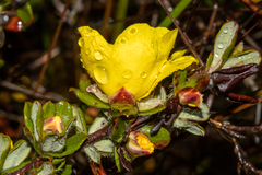 Hibbertia mylnei