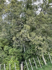 Streblus heterophyllus