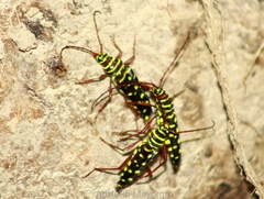 Placosternus guttatus