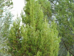 Juniperus osteosperma