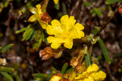 Hibbertia polystachya