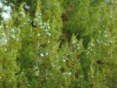Juniperus osteosperma
