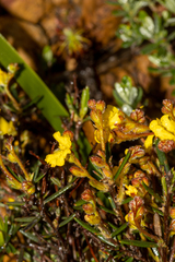 Hibbertia polystachya