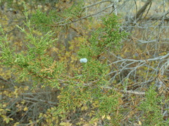 Juniperus osteosperma