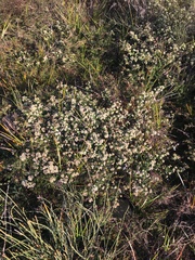 Spyridium parvifolium
