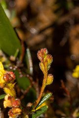 Hibbertia polystachya