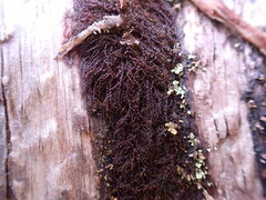 Cephaloziella