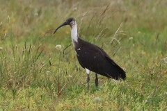 Threskiornis spinicollis