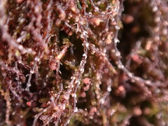 Cephaloziella