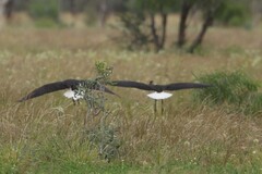 Threskiornis spinicollis