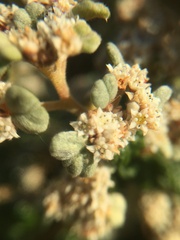 Spyridium parvifolium