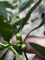 Neolasioptera lathami