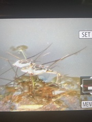 Neogerris hesione