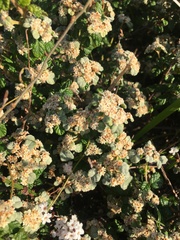 Spyridium parvifolium