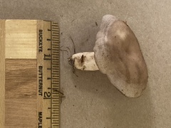 Lactarius chrysorrheus