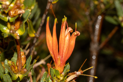 Lambertia multiflora multiflora