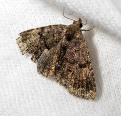 Metalectra miserulata