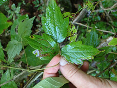 Phytomyza loewii group