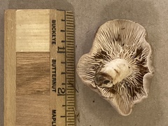 Lactarius chrysorrheus