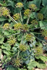 Lomatium repostum
