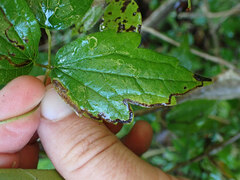 Phytomyza loewii group