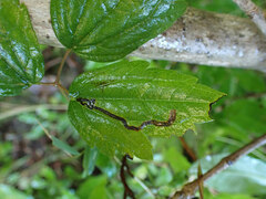 Phytomyza loewii group