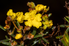 Hibbertia polystachya