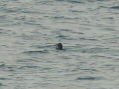 Cerorhinca monocerata