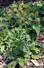 Lomatium repostum