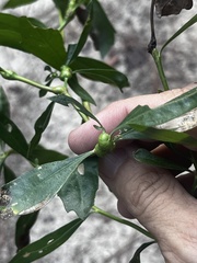 Neolasioptera lathami