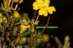 Hibbertia polystachya
