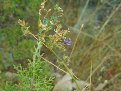 Medicago