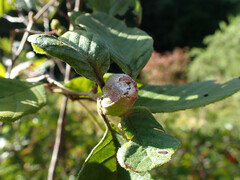 Dasineura serrulatae