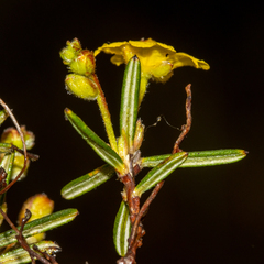 Hibbertia polystachya