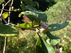 Dasineura serrulatae