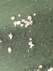 Pseudococcus