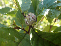 Dasineura serrulatae