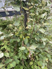 Podosphaera amelanchieris