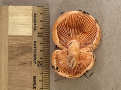 Lactarius deliciosus