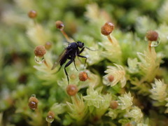 Phorinae