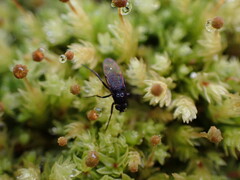 Phorinae