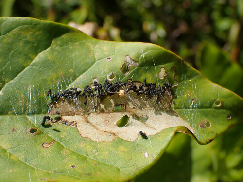 Inkblot Palpita Moth photo 3