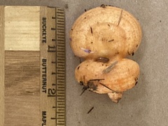 Lactarius deliciosus