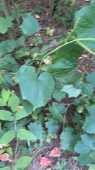 Menispermum canadense