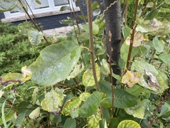 Podosphaera amelanchieris