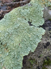 Flavoparmelia baltimorensis