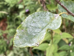 Podosphaera amelanchieris