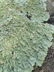 Flavoparmelia baltimorensis