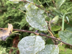 Podosphaera amelanchieris